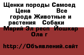 Щенки породы Самоед › Цена ­ 20 000 - Все города Животные и растения » Собаки   . Марий Эл респ.,Йошкар-Ола г.